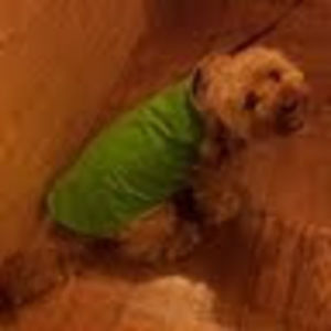 Meet your Posher, Chesa